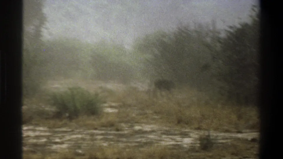 Final 1969 Cape Town frame where the animal appears near dense brush, softened by fog, distance, and 8mm grain.