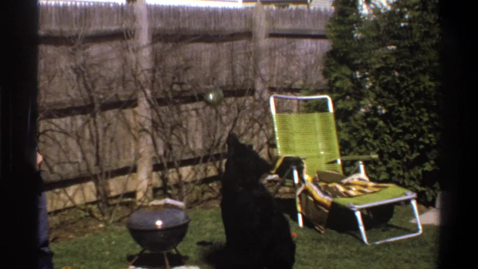 1969 Cape Town home-movie frame with a black dog near a green lawn chair, blanket, kettle-style grill, shrubs, and wooden fencing.