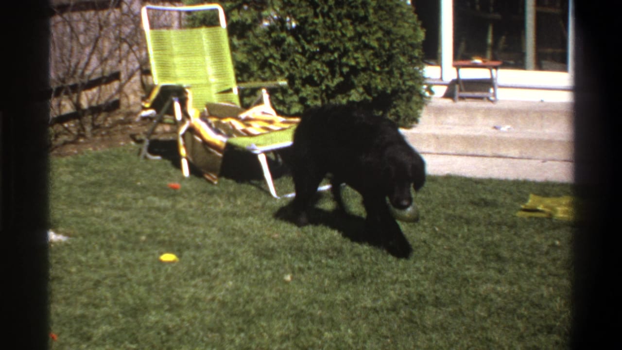 Black dog on a green lawn near a lime-green folding chair and patio doorway.