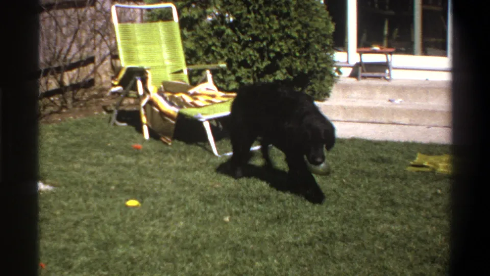 Cape Town 1969 home-movie frame showing a black dog on a sunlit backyard lawn beside a lime-green folding chair.