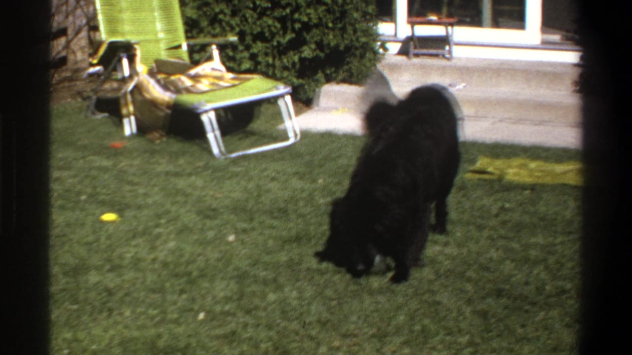 Black dog sniffs or reaches toward the grass with a chair and patio behind it.