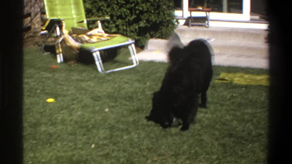 Cape Town 1969 backyard frame with a black dog lowering its head on the lawn near outdoor furniture and a patio door.