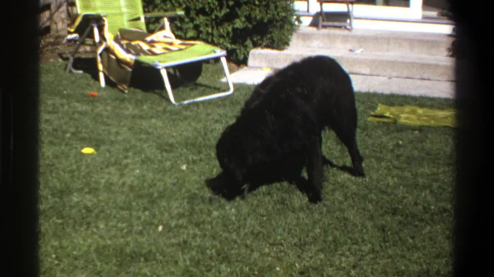 Cape Town 1969 home-movie frame showing a black dog nosing the grass in a suburban backyard with a folding lawn chair nearby.
