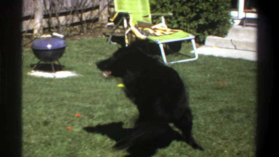 Cape Town 1969 frame showing a black dog moving across the backyard, with a small barbecue grill and lime-green chair in view.