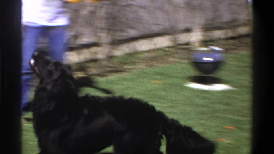 1969 Cape Town home-movie frame of a black Labrador moving across a lawn with a partially visible person nearby.
