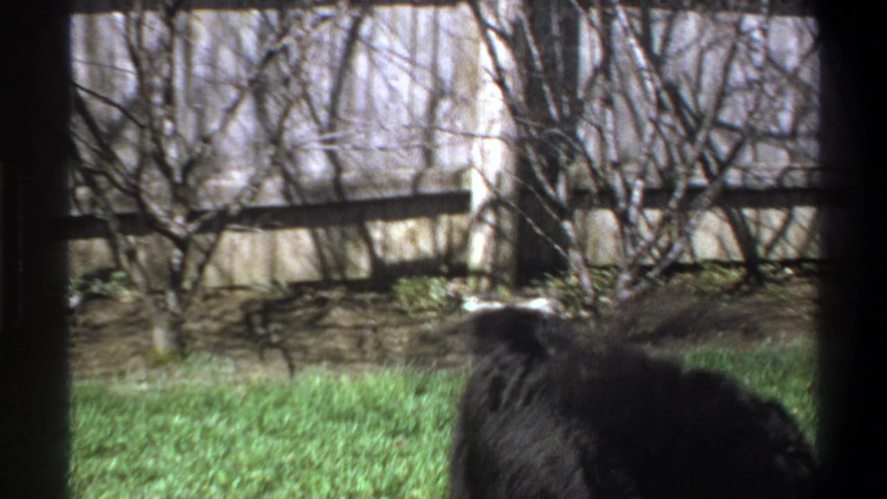 1969 Cape Town frame showing a black Labrador partly in view beside a lawn, wooden fence, and leafless shrubs.
