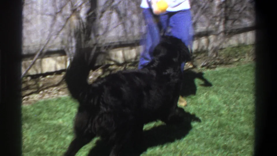1969 Cape Town home-movie frame of a black Labrador playing near a person whose legs and hands are visible with a yellow ball.