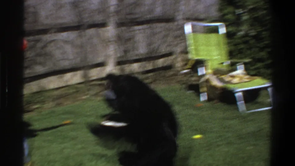 1969 Cape Town frame showing a black Labrador in a backyard with a barbecue grill, wooden fence, and green lawn chair.