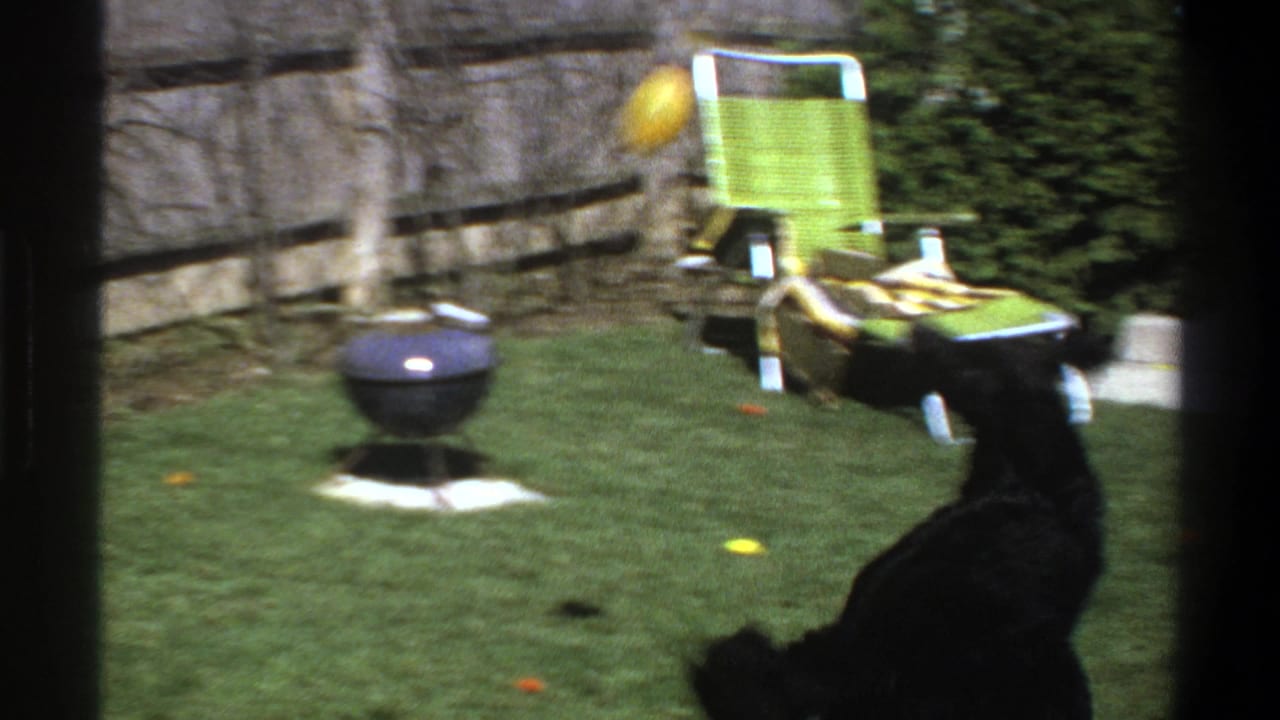 Black dog in a sunny backyard as yellow and orange balls cross the lawn near a green chair and small grill.