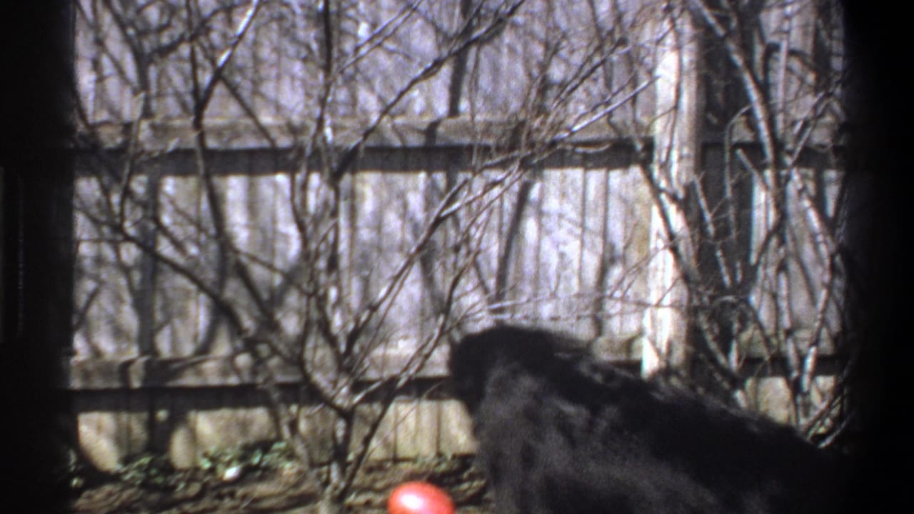 Black dog moves across a sunny Cape Town backyard toward a red ball, with a wooden fence and bare branches behind it.