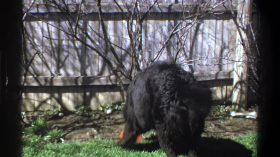Black dog lowers its head toward the red ball in a grassy backyard, framed by fence boards and winter-bare shrubs.