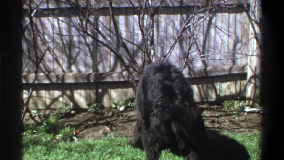 Black dog pauses over the red ball in the Cape Town yard, with strong sunlight, grass, fence boards, and bare shrubs visible.