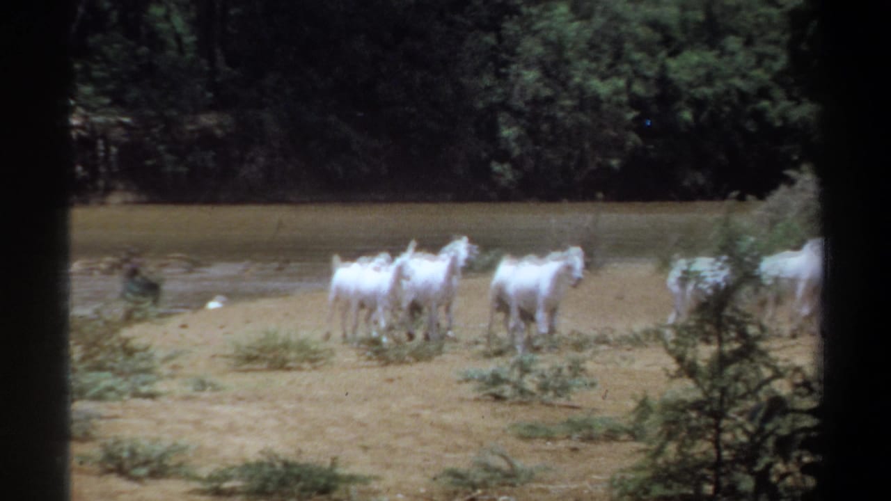 White goats stand and move on a sandy riverbank beside shallow water and trees.