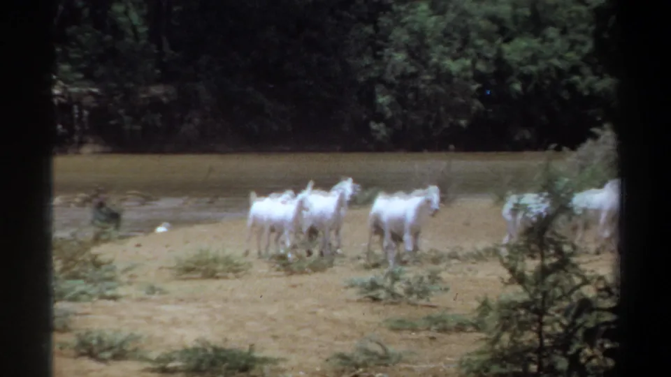 In Khartoum, Sudan, 1969 home-movie footage, white goats gather on a sandy river edge with trees behind them.