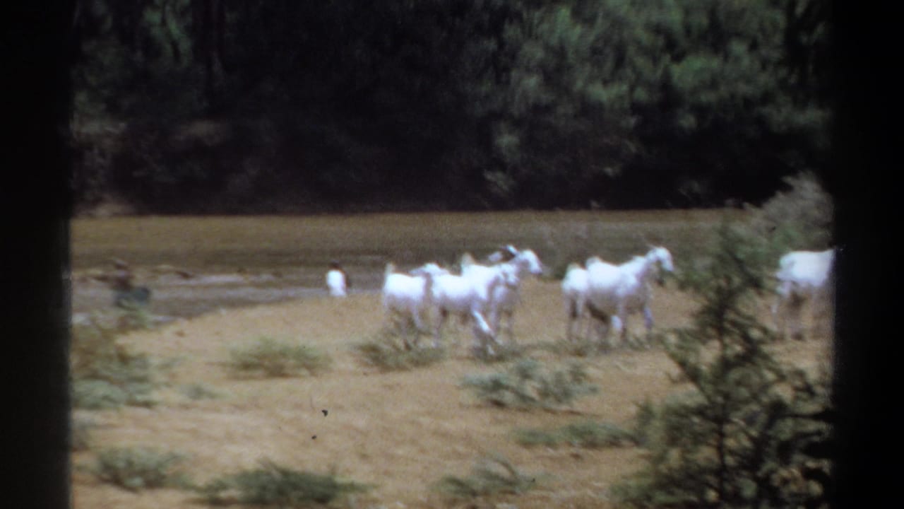 Several white goats walk along the river edge with water and trees behind them.