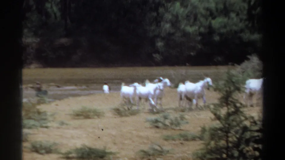 White goats move across a sandy riverbank in the supplied 1969 Khartoum, Sudan home-movie clip.