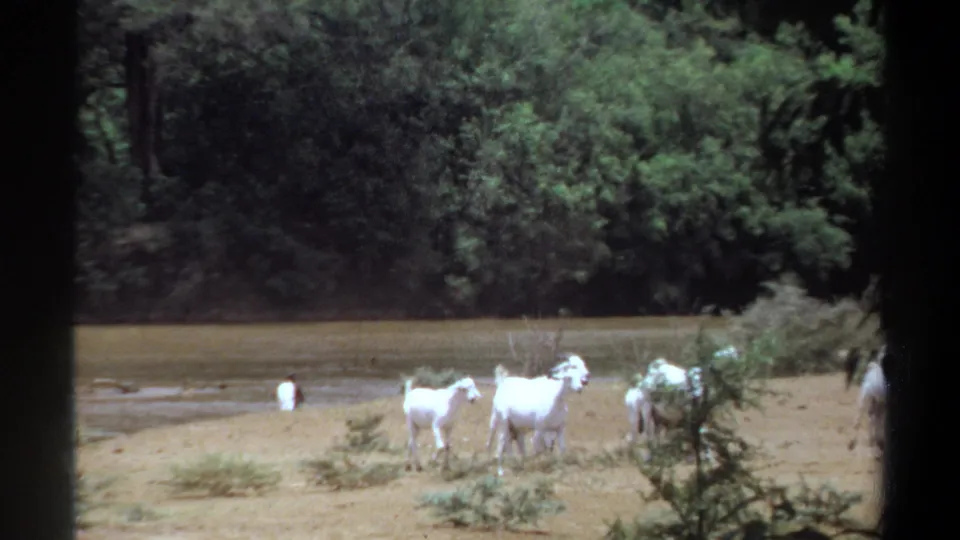 White goats stand near the water in Khartoum, Sudan, with a distant person in light clothing visible near the river.