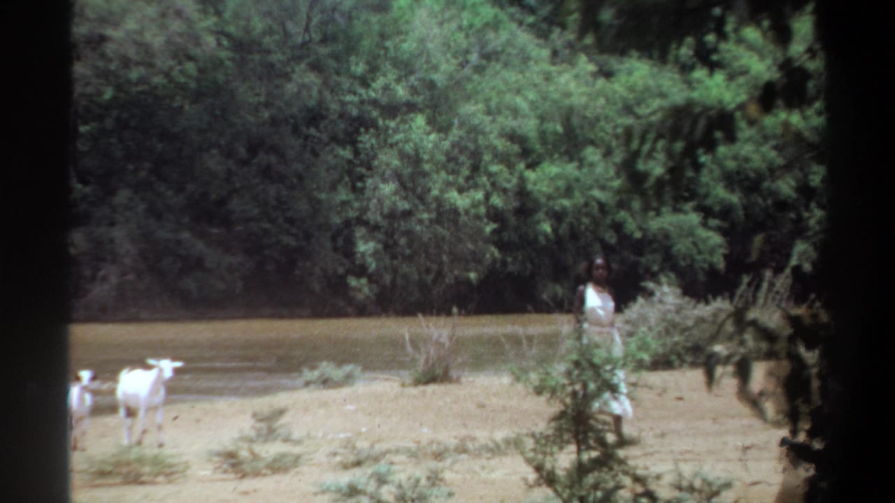 Woman in white stands near a riverbank as two white goats move across dry ground.