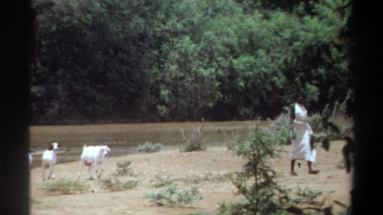 Woman in white walks at the right edge while several goats stand near the river.