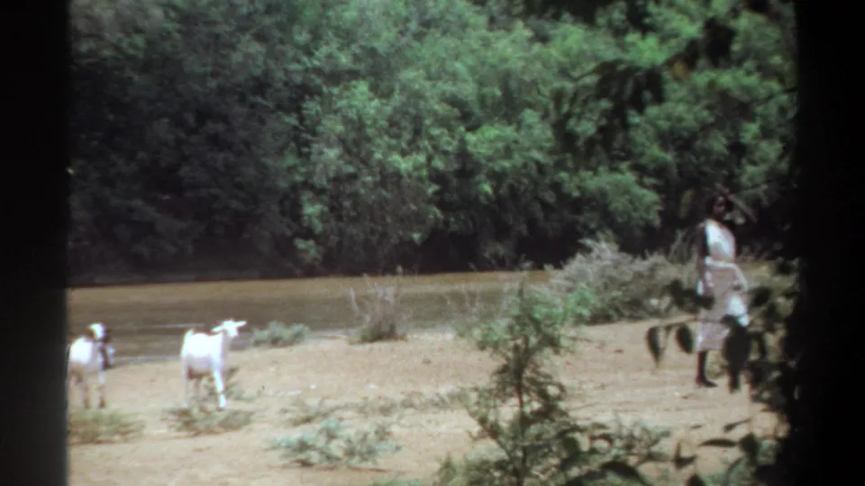 1969 Khartoum home-movie frame where goats move across a dry riverbank and the woman appears partly hidden by branches.