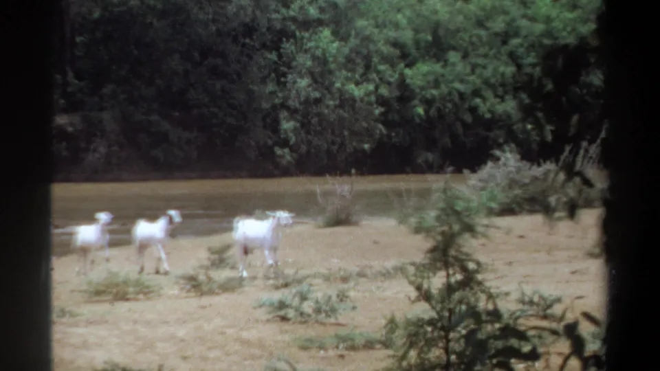 1969 Khartoum frame showing white goats crossing a sandy riverbank with water and dense green trees behind them.