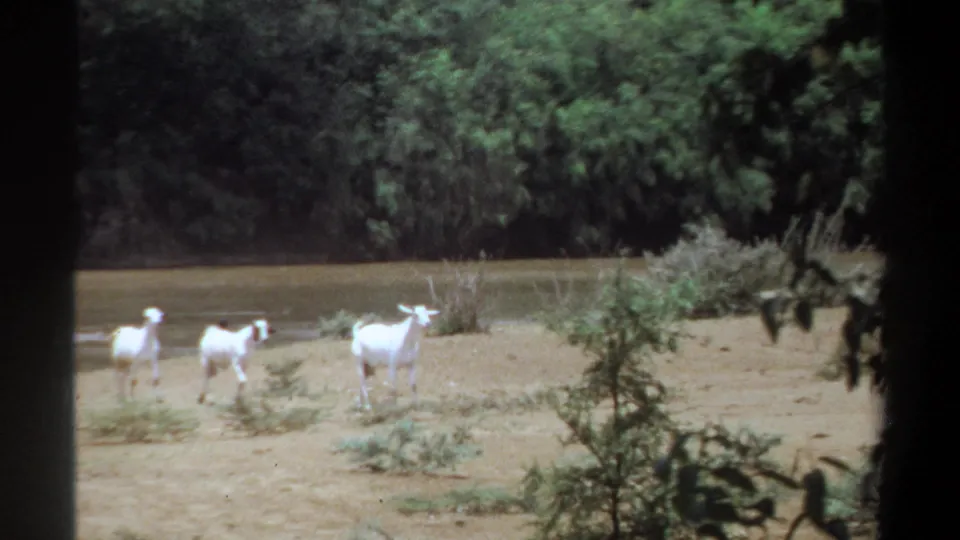 In 1969 Khartoum home-movie footage, three white goats move along a sandy riverbank with calm water and dense green trees in the background.