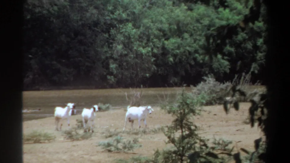 Three white goats continue along the riverbank near Khartoum, framed by dark foreground foliage with green trees and water behind them.