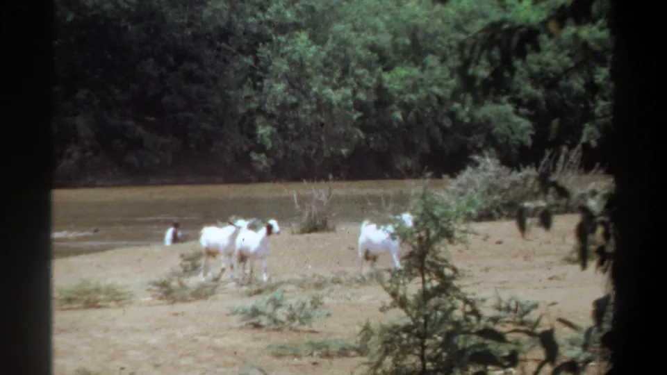 White goats cluster near brush on a sandy Khartoum riverbank while a small distant person is visible near the water in the background.
