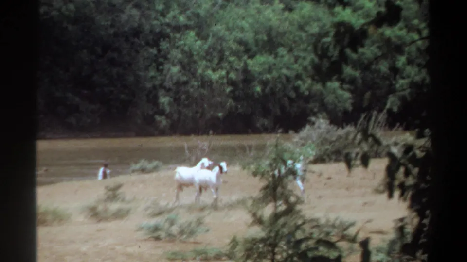At the end of the 1969 Khartoum clip, white goats stand near low brush on a sandy riverbank while a distant person remains near the water.
