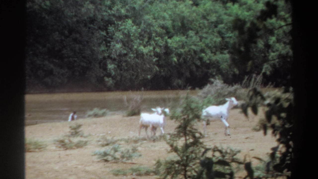 White goats graze on a sandy riverbank with trees and brush in the background.