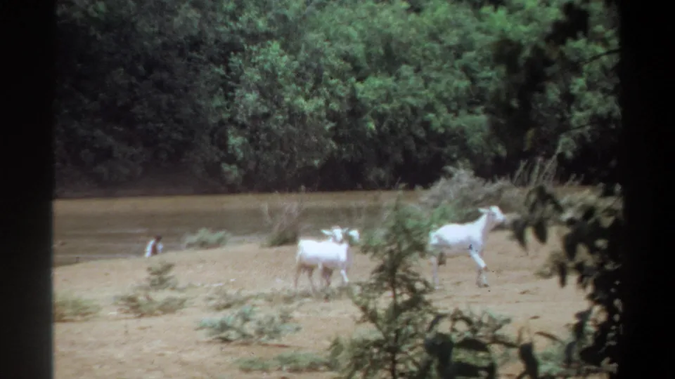 1969 Khartoum home-movie frame showing white goats on a sandy riverbank, seen through shaded foreground foliage.