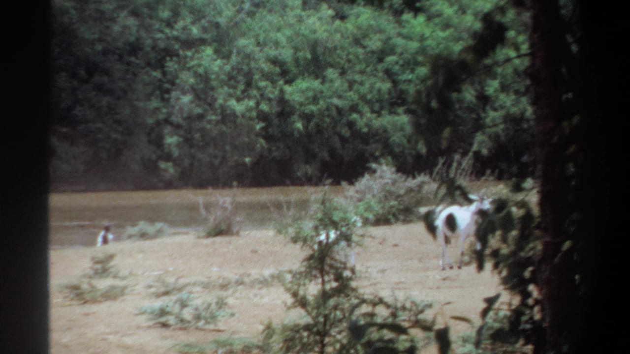 Several goats stand and walk near the river with brush and trees behind them.