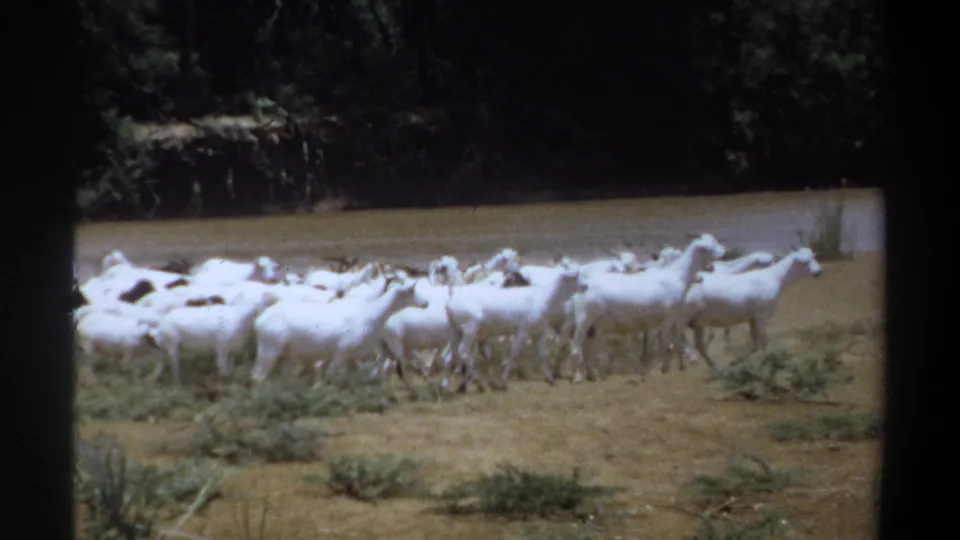 1969 Khartoum home-movie frame showing a compact herd of white goats gathered by a muddy riverbank.