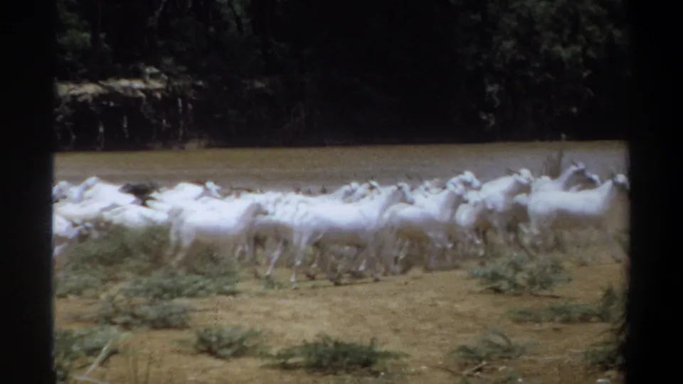 1969 Khartoum frame showing white goats moving along a dry riverbank with the river and trees behind them.