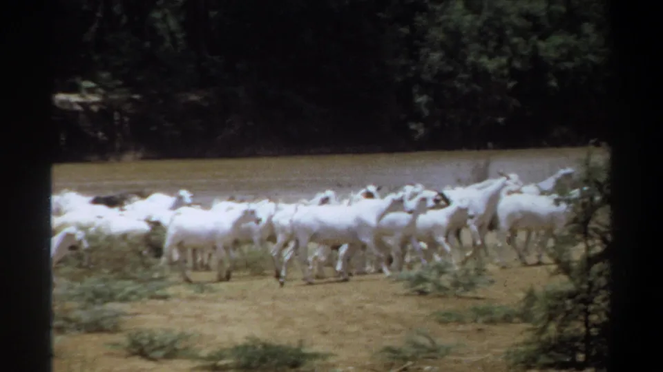A large herd of white goats moves across dry pasture near a riverbank in Khartoum, Sudan, in 1969 home-movie footage.