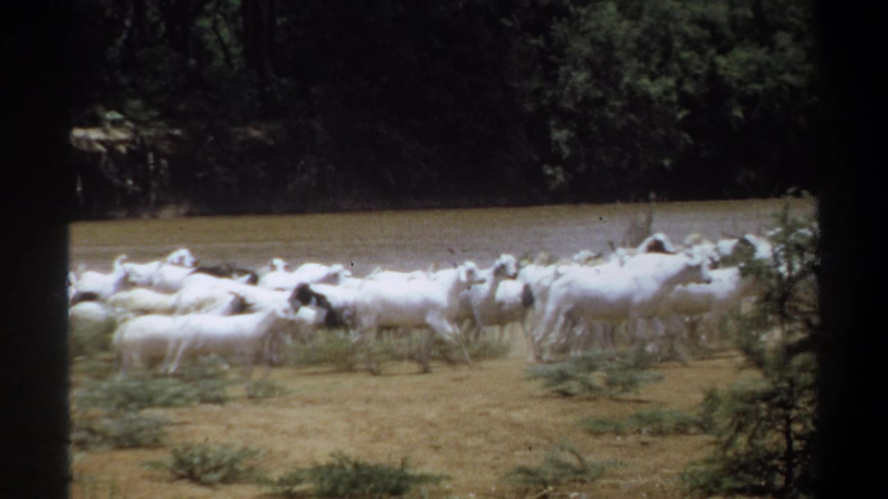 Goat herd crossing open ground beside muddy water and dense trees.