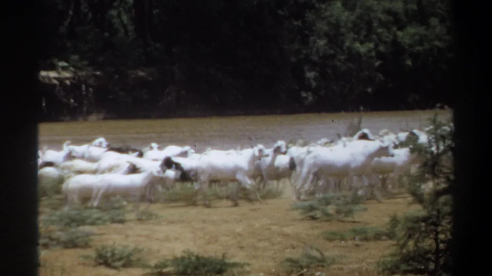 The herd continues along the riverside, with muddy water and a shaded tree line visible behind the animals.