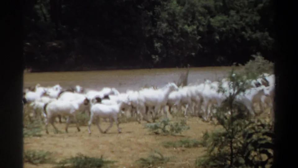 White goats pass close to low scrub in a dry riverside pasture, with the dark tree line and water behind them.