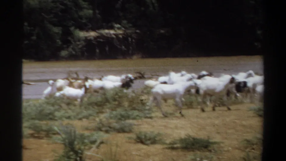 Several white goats move past riverside scrub in 1969 Khartoum footage, with muddy water and trees behind them.