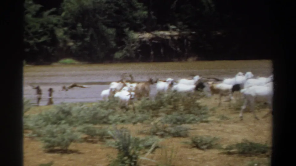 1969 Khartoum home-movie frame showing goats near a muddy riverbank, with distant people wading and trees beyond the water.