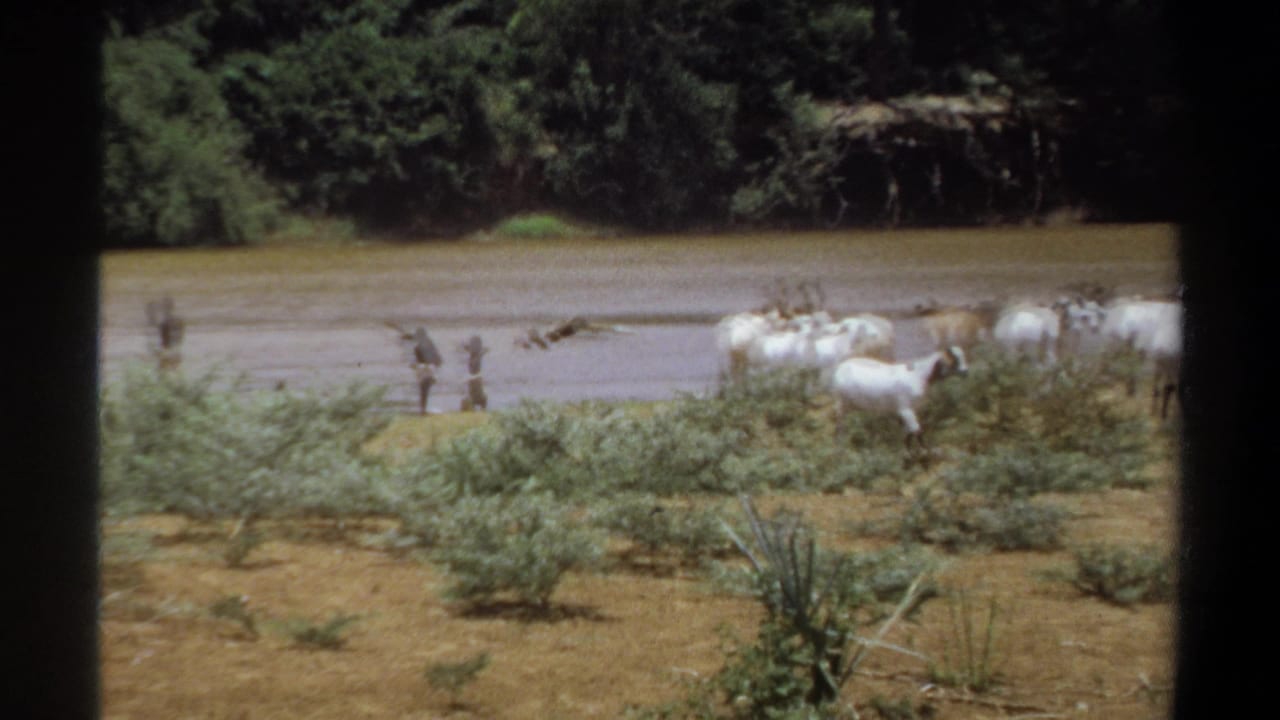 Goats stand along the riverbank as small figures wade through shallow muddy water.