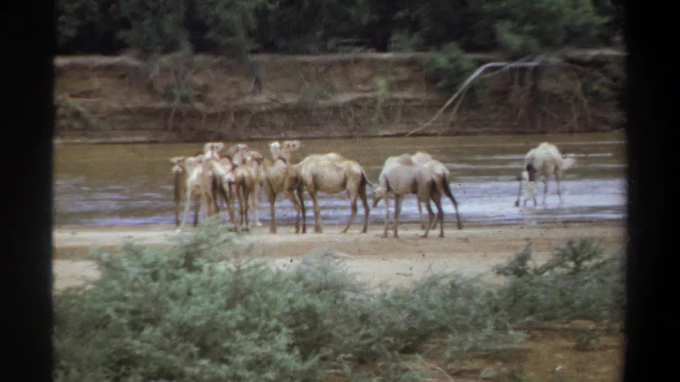 1969 Khartoum home-movie frame showing camels gathered beside a muddy river, with scrub plants in the foreground.