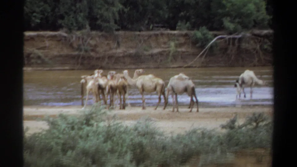 1969 Khartoum frame showing camels clustered at a muddy riverbank, with one camel separated near the water.