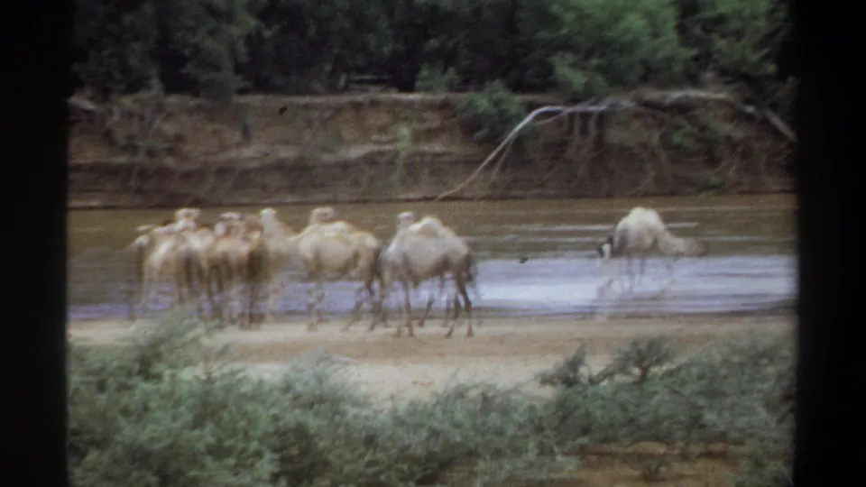 In 1969 Khartoum footage, a camel herd stands and drinks along a muddy riverbank bordered by trees and brush.