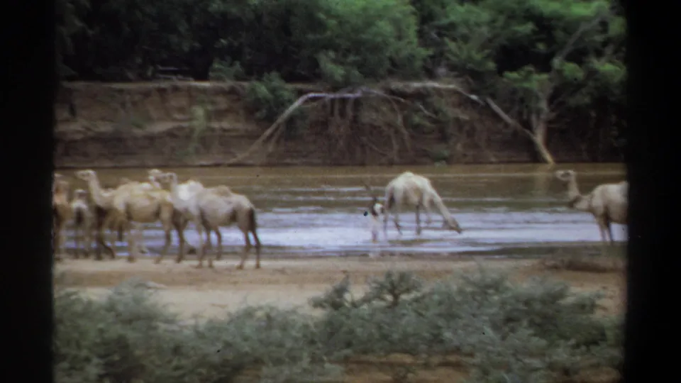 In the 1969 Khartoum home-movie frame, several camels drink while others stand on the sandy shore near trees and brush.