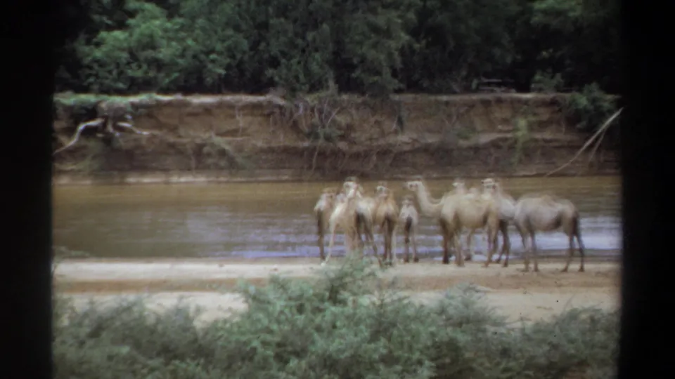 The final 1969 Khartoum frame shows camels clustered on a sandy shore beside muddy water, with dense vegetation behind them.