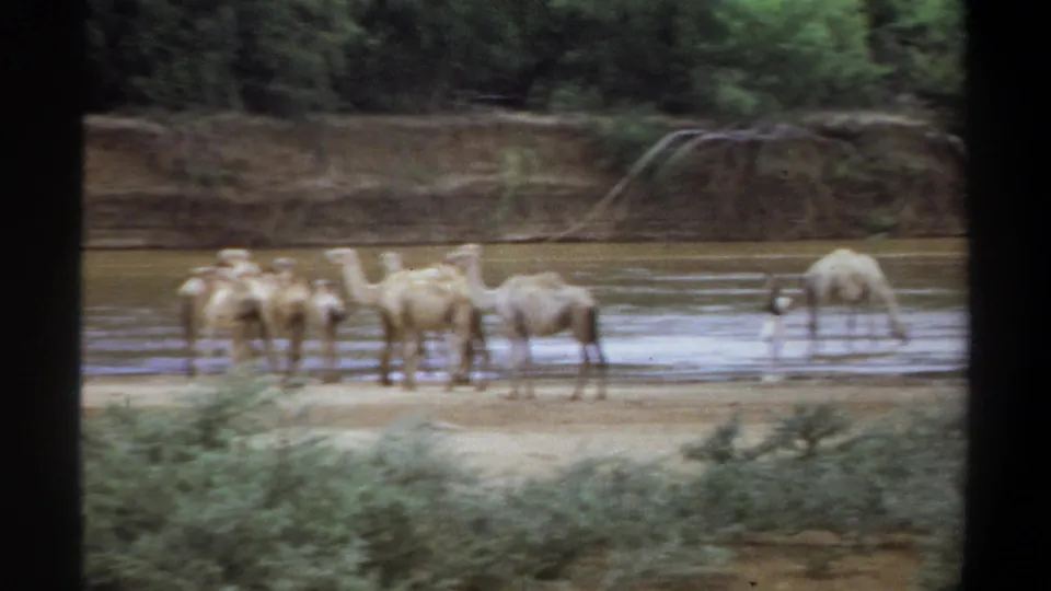 1969 Khartoum home-movie frame showing several dromedary camels gathered in shallow river water beside a green bank.