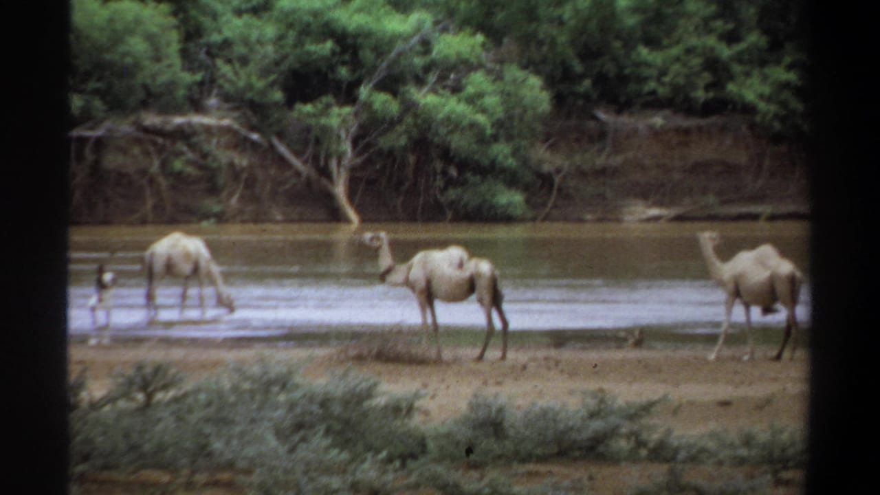 1969 Khartoum frame with camels drinking and wading at a riverbank, with a distant human figure visible near the water.