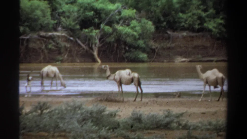 1969 Khartoum frame with camels drinking and wading at a riverbank, with a distant human figure visible near the water.