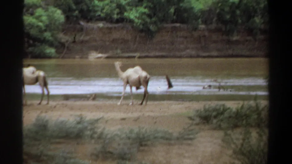 1969 Khartoum home-movie frame showing camels on a sandy riverbank with shallow water and trees beyond.